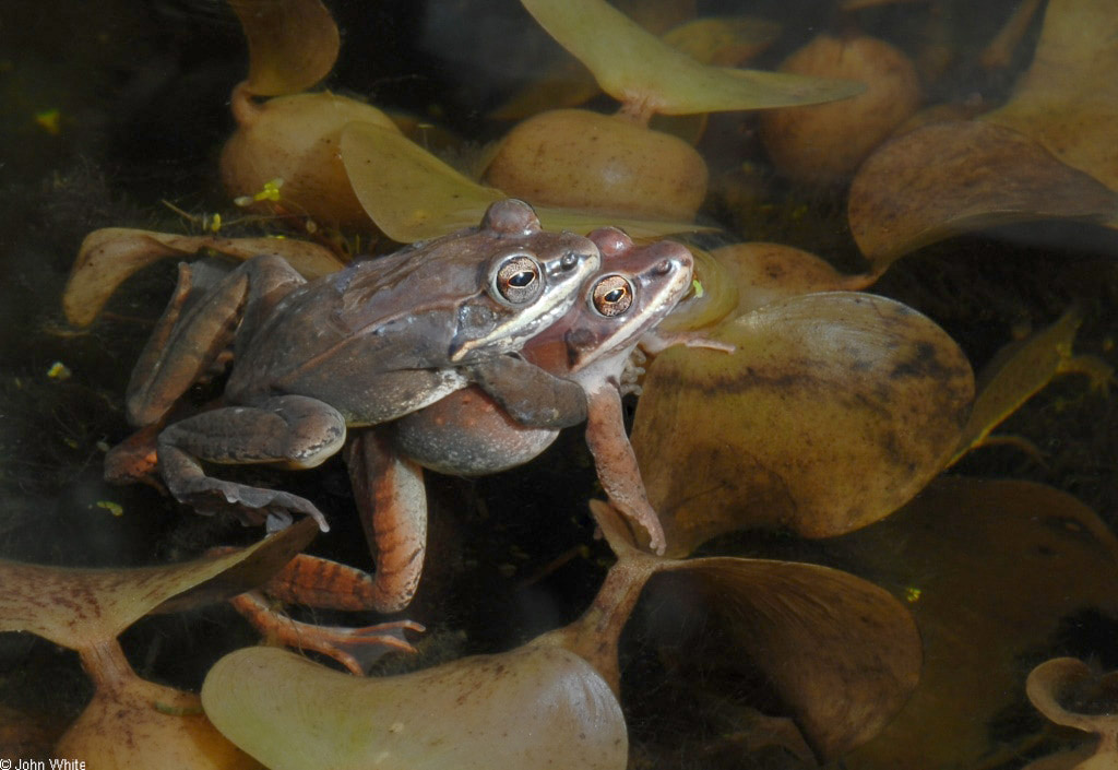 Rana-sylvatica-wood-frog amplexus John White - Virginia Herpetological Society - vaherpsociety