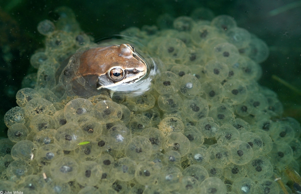 Rana sylvatica wood frog egg masses John White - Virginia Herpetological Society - vaherpsociety.com