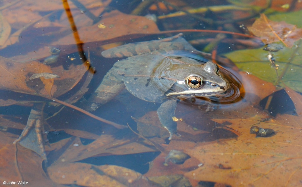 Rana-sylvatica-wood-frog water John White - Virginia Herpetological Society - vaherpsociety.com
