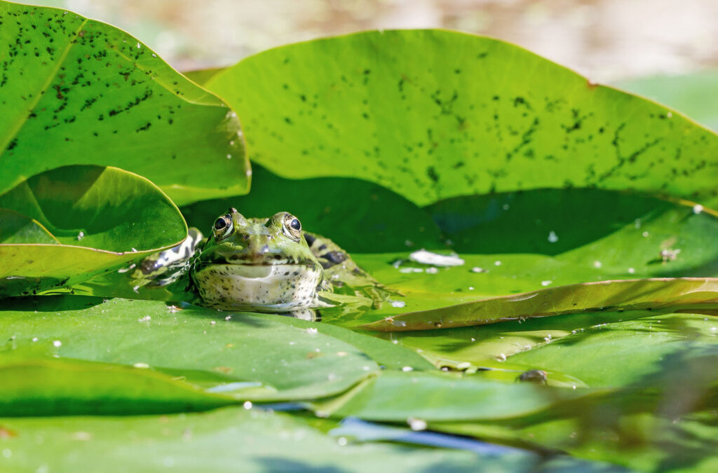 frog garden pond