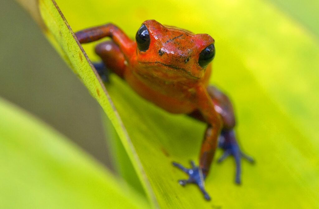 strawberry poison dart frog oophaga pumilio dendrobatid parental care