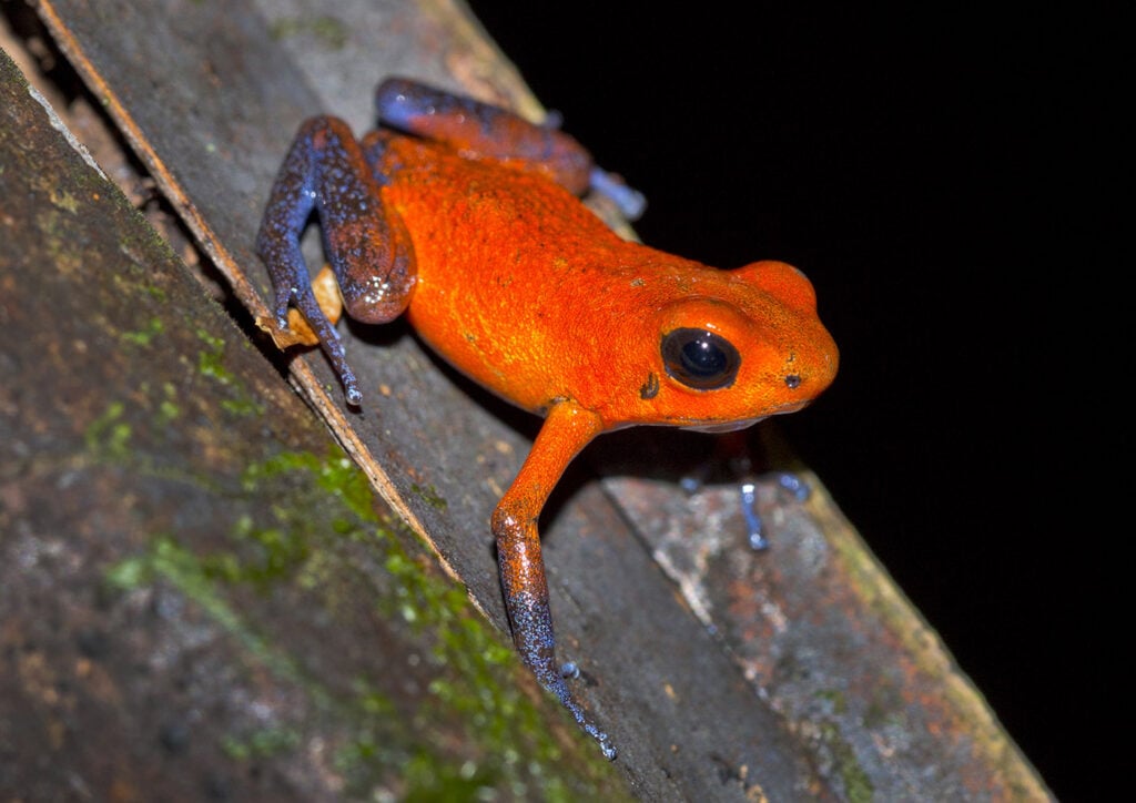 strawberry poison dart frog oophaga pumilio dendrobatidae