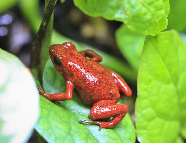 Strawberry Poison Dart Frogs And Their Parental Care