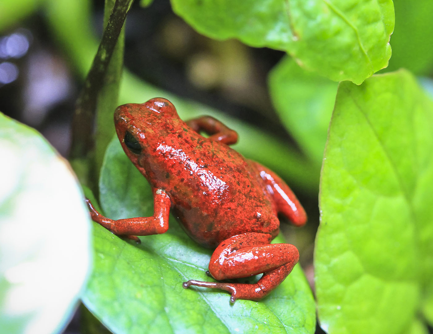 strawberry poison dart frog parental care costa rica envato