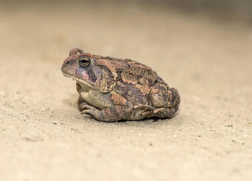 toad-desert-envato-1400
